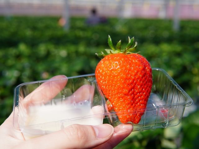 ��悢�Ђ�_�����₫��������