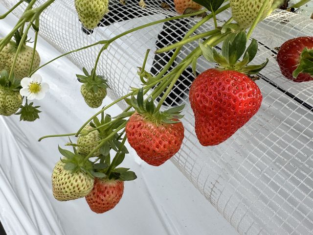 ���܂���_itoBEE�t�@�[��