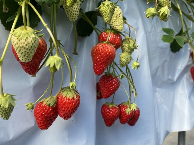 �召�g���n����䕖{���̊Â��𖡂키���Ƃ��o���܂��B_Baby Berry Farm