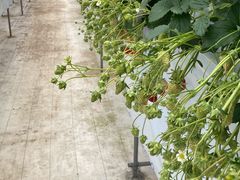 baliKING FARMւ̓eʐ^1