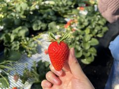 񂳂̂܂Ƃݔ_iەx_jւ̓eʐ^1