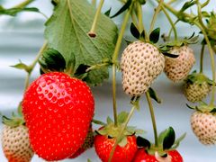 ҂̂Eu[x[_@x[̋ւ̓eʐ^2