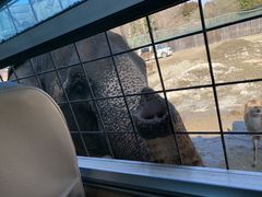 eri����̓ߐ{�T�t�@���p�[�N�ւ̓��e�ʐ^1