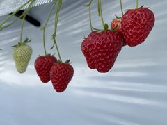 ݁[񂳂䕈ꉏւ̓eʐ^1