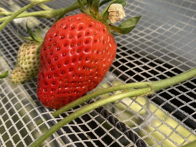 �^���Ԃő傫���̂�T���̂͑�ρB�Ë����Ĕ����ۂ��̂ł��[���Â��Ĕ������������ł��B_�}���삢�����_��