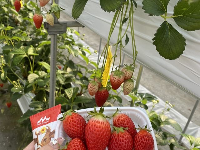 �傫���Đ^���ԂȂ������I_�������񂿂̂��������