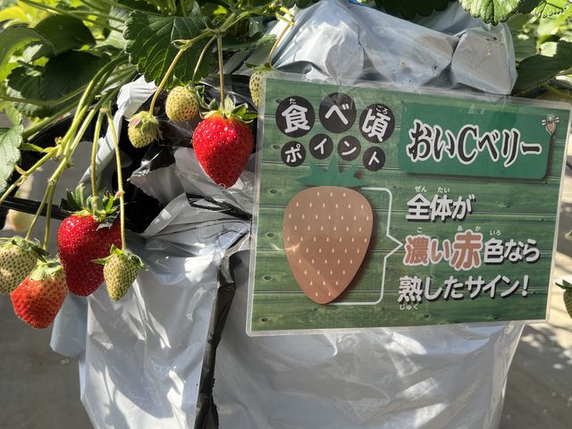 ����C�x���[�E�݂��čō��ł���_�͖{�t�@�[����������