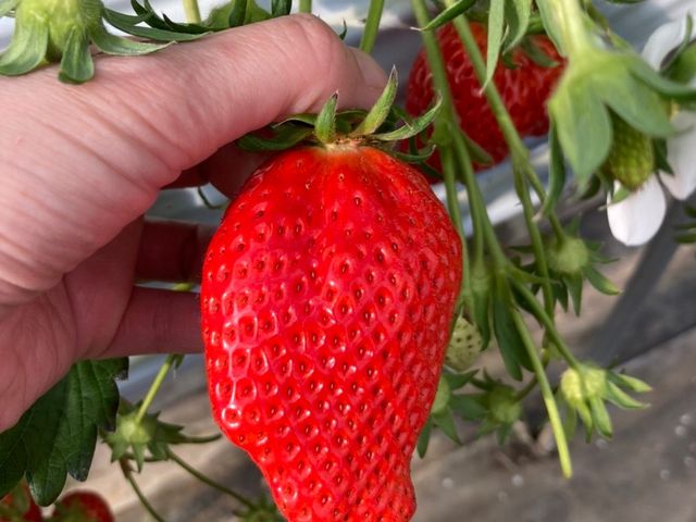 �C�`�S���Â������ł��B_�ނ炽�_��