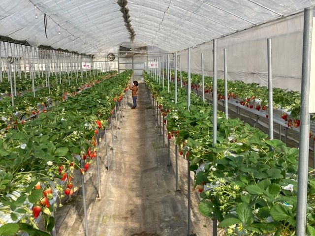 ���Ԑ���������Q�A�R�Ƒ������ŃC�`�S���B��Ƃ肪����܂����B_�ނ炽�_��