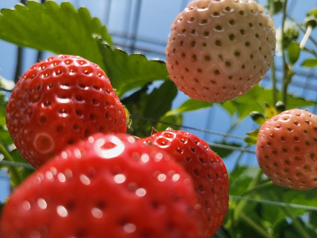 �^���Ԃ��_�E�L�E�L����������ό��_��