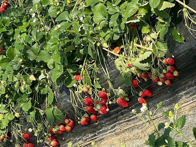 ǂ̃[ԂC`SĂ܂III_ނ̂ӂ[