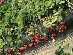 �����݂�����̂ނ����̂ӂ��[�ނւ̓��e�ʐ^1