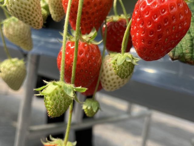 ���C�`�S�����������ł��B�B_�P���P���̓m