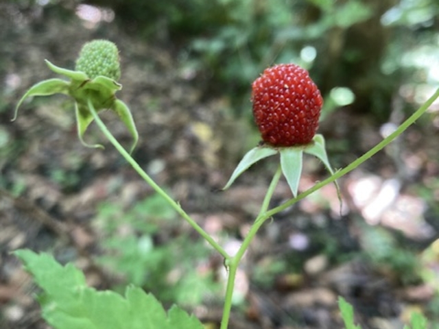 �߂���������삢����_�����g���b�N