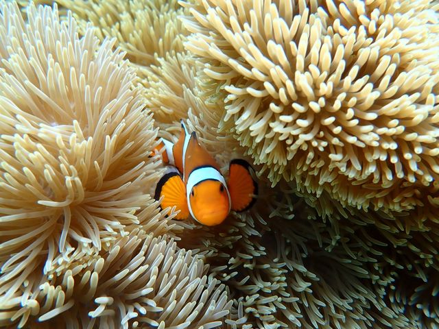 かわいいですね!_marine assist DEMI