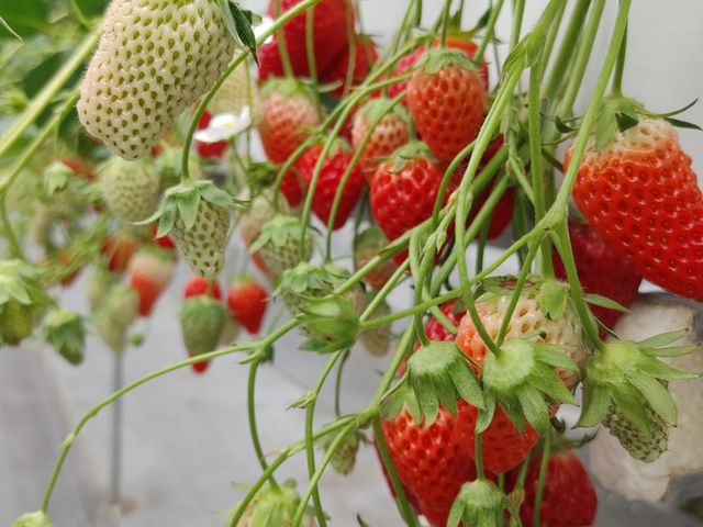 P̎}ʂ䕂Ԃ牺Ă܂B_fa