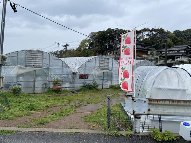 �C�`�S�������@�����E��Ɏ�􂢏�A���̉�����t�̃r�j�[���n�E�X�@���������C�`�S���̃r�j�[���n�E�X_�}�G�����t�@�[��