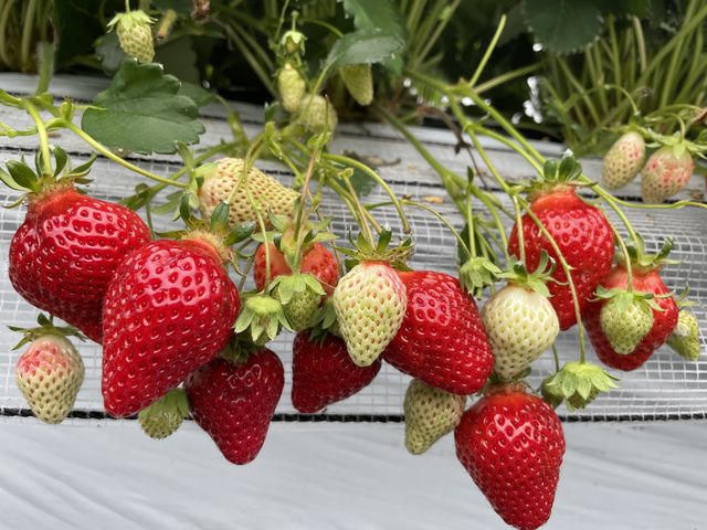 �傫���Â����܂���_�}�G�����t�@�[��