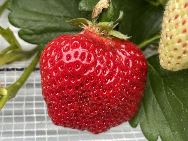 �ЂƂ����ł͐H�ׂ���Ȃ��C�`�S����R�B_�}�G�����t�@�[��