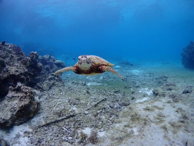 �E�~�K���̂悤�ɁA�ȃG�l�ŉj������ǂ��̂ɂȁ`�B(^^)_BalloonFish�{�Ó�