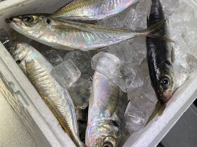 �ǌ^����_��D�[��