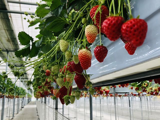 1O[v1łՂƂȂĂ܂B_ٌEc