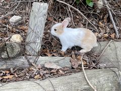 ނ񂳂̃rbgCiO]v쓇qHjւ̓eʐ^1