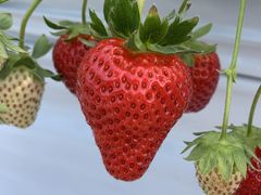 �����Ă炳���FarmersConcierge�ւ̓��e�ʐ^1