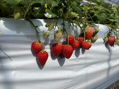 [ǂ邳̂jRjRt@[ւ̓eʐ^2