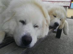 ܂񂳂̏ucA[ւ̓eʐ^1