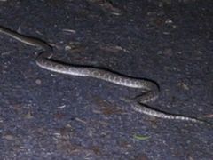 Ђ炳̉iCgcA[T[rXւ̓eʐ^1