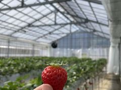 �ǂ�ǂ񂳂�̃C�`�S���J�Â̗��ւ̓��e�ʐ^1