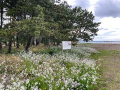 �k�P�Ă郉�C�_�[����̊ւ̍]�C������ւ̓��e�ʐ^1