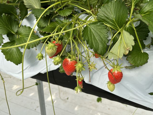 �Â��đ傫�Ȃ���������R_FARM�@LAB