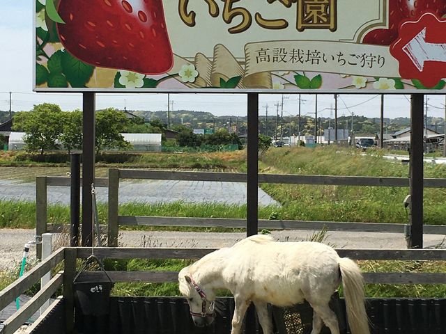 �n����J���C�C_�������̂�������