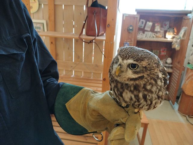 ��l�͂��̎q_�ӂ��낤+�͒��ނƂӂꂠ����J�t�F �J���g���[�I�E���Ղ炷