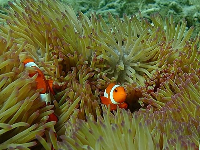 �X�^�b�t�̕��������J�����ŎB�e���A���Ƃ���Air�h���b�v�Ŗ����ł��炦�܂��B_�Ί_���}�����X�e�[�W �N���C��