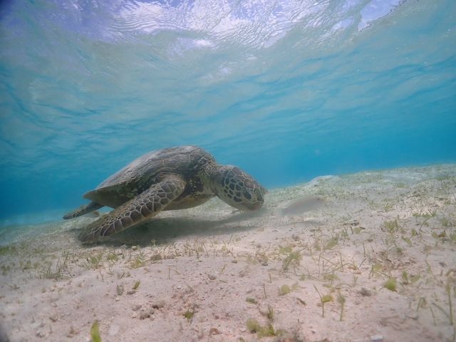 �G�T�̑���H�ׂ�E�~�K��_�V���m�[�P���c�A�[�@��`��