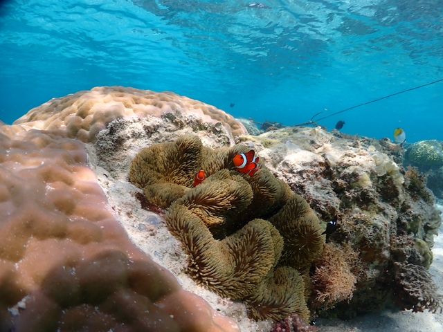 �j���ɂ���܂���_�V���m�[�P���c�A�[�@��`��