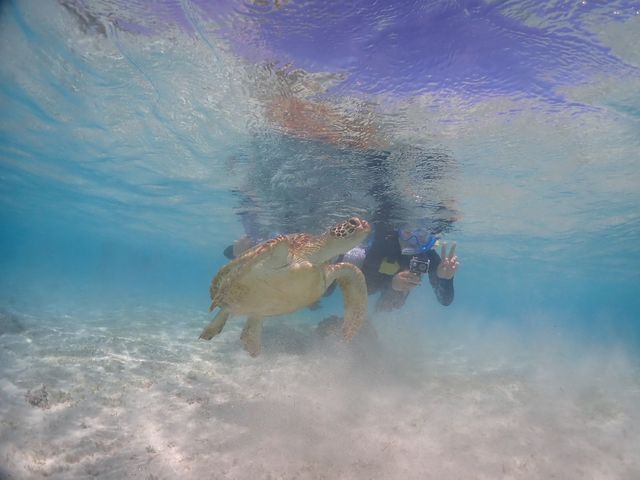 �E�~�K���ƈꏏ�ɉj�����Ƃ��o���܂���_�V���m�[�P���c�A�[�@��`��