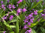 cookie̒ctr lGʂ̓m 쉀icтˉj̓eʐ^4