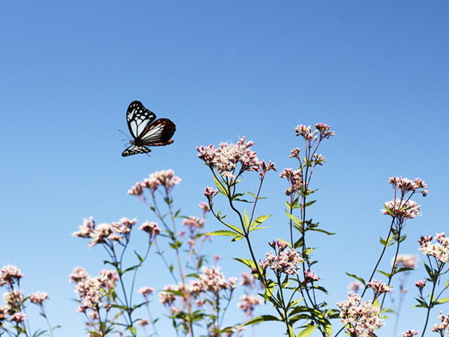 10ɂ̓ATM}_Ղ肪Aт̉ԔYŁA܂ŋɊyB_Ti_}j