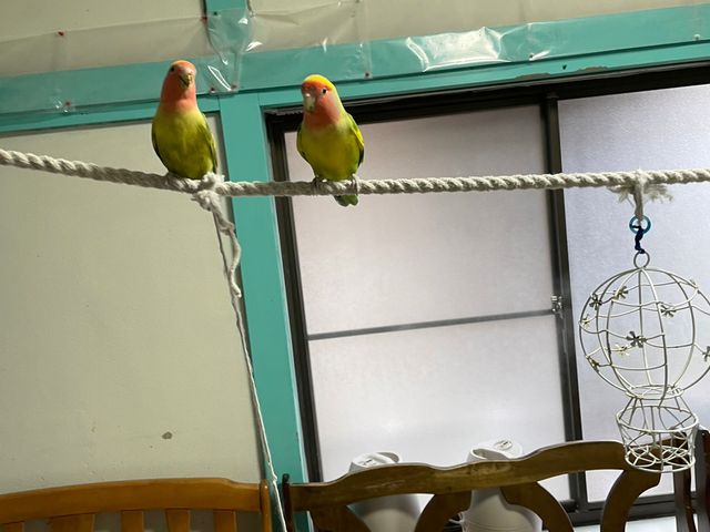 �R�U�N���C���R�B�l���������Č��ɂ̂��Ă��܂��B_���Ƃ�̂�����