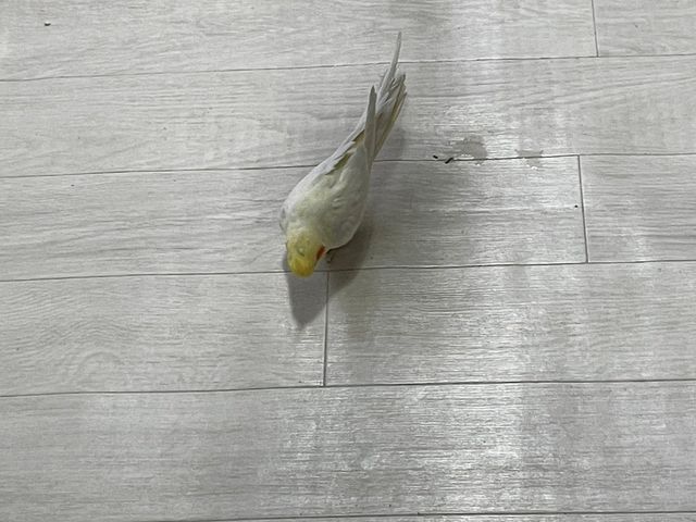 �I�J���C���R�B�����������Ƃ悿�悿�����Ă��܂��B_���Ƃ�̂�����