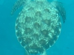 i̐약}T[rXւ̓eʐ^1