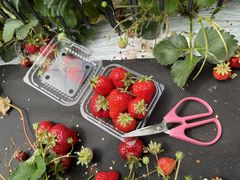 肦񂳂̕ό_ւ̓eʐ^1