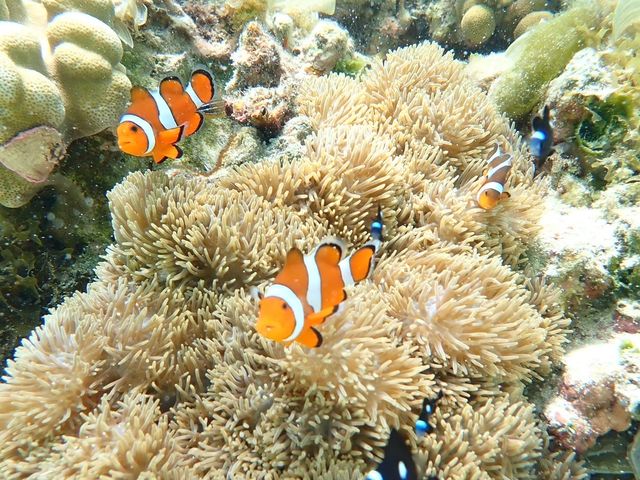 �j���ɂ���đ喞���ł����I�I_CHAMP TOUR �{�Ó�