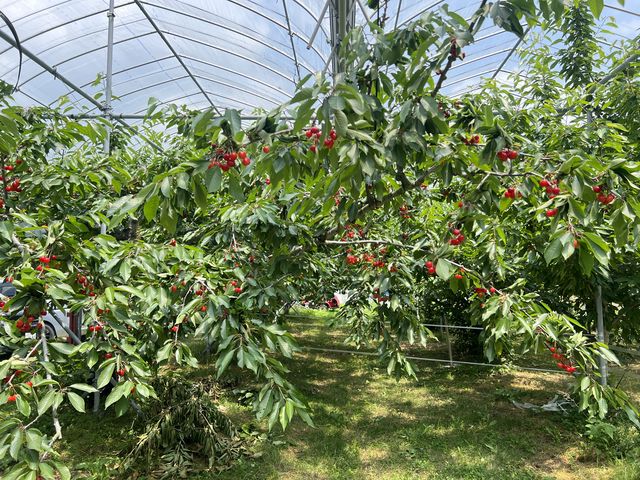 ��Ȃ�̂�������_humming bird