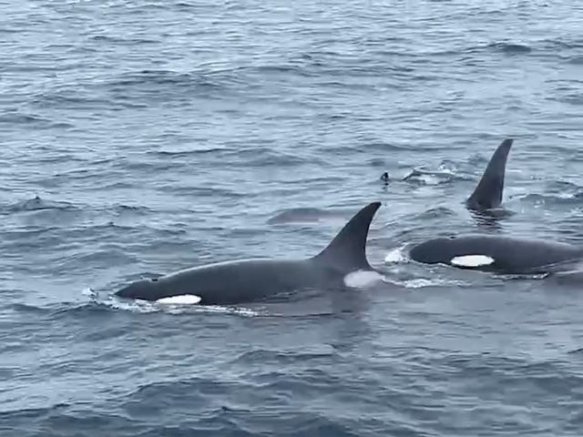 �Q��ɂȂ��ďo��_�L����Вm���l�C�`���[�N���[�Y