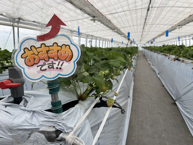 �I�X�X���̃��[���̈ē�_�����x�G�i�W�[�t�@�[���@���������Ƃ��������̐X